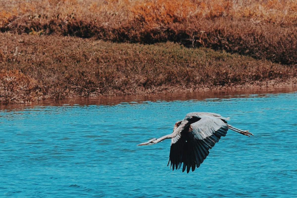 The Great Blue Heron